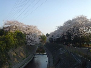 善福寺川沿いの桜