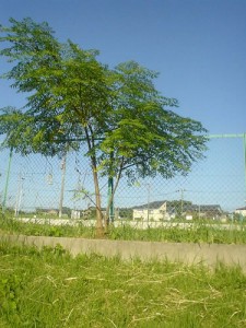 善福寺川沿いサイクリング途上にて見つけた感じの良い木