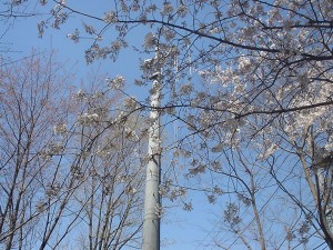 善福寺川公園沿いの5分咲きの桜