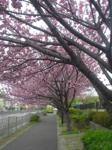 善福寺川沿いの八重桜