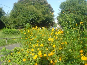 善福寺公園沿いの黄色い花