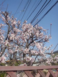 お隣の梅の花