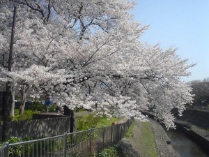 善福寺川の桜